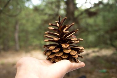 çam kozalağı bir elde