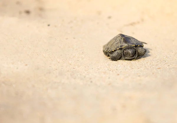 Tortuga pequeña arrastrándose sobre la arena —  Fotos de Stock