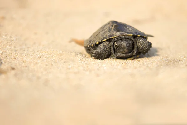 Little turtle crawling on sand — Stock Photo, Image