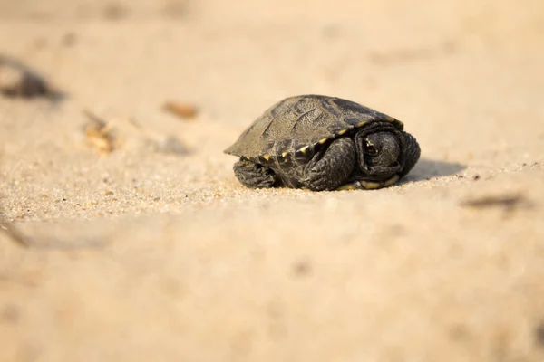 Tortuga pequeña arrastrándose sobre la arena —  Fotos de Stock