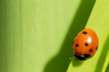 Ladybird çim