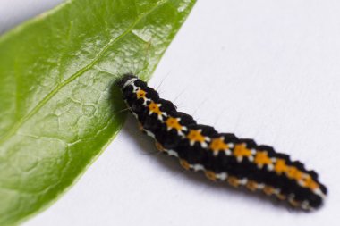 Siyah ve turuncu tırtıl tırmanıyor üzerindeki yeşil yaprak