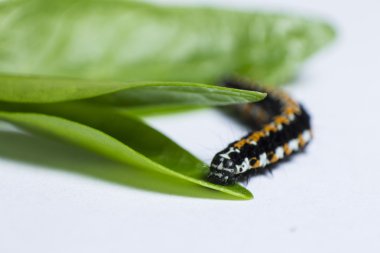 Siyah ve turuncu tırtıl tırmanıyor üzerindeki yeşil yaprak