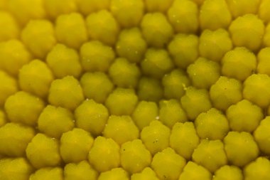 Güzel sarı papatya'nın ercik