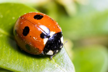 Ladybird çim