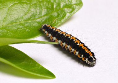 Siyah ve turuncu tırtıl yakınındaki yaprak yeşil