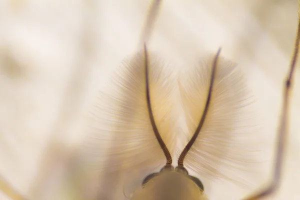 Closeup de mosquito de antenas — Fotografia de Stock