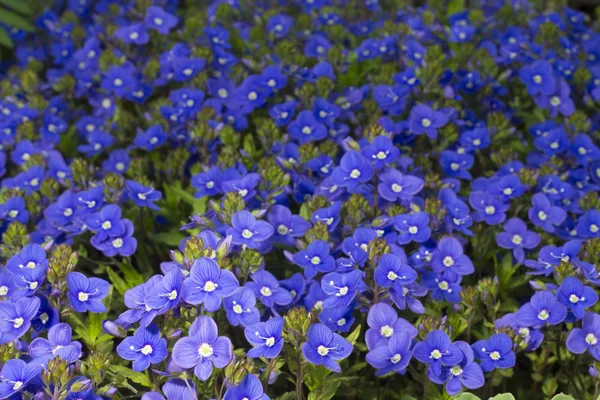 Um lindo tapete de azul periwinkle — Fotografia de Stock