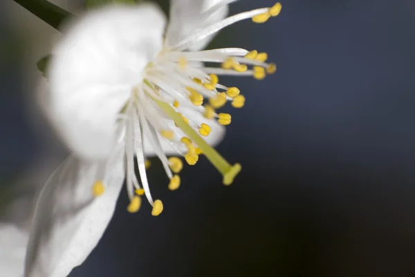 Hermosa flor de cerezo blanco — Foto de Stock