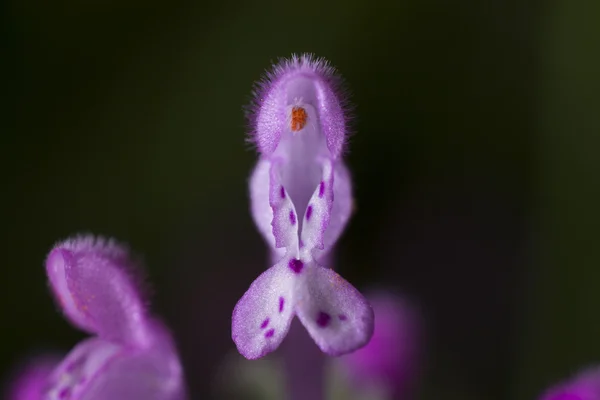 Liten vacker rosa blomma — Stockfoto