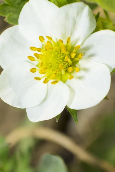 Beautiful white strawberry blossom — Stock Photo, Image