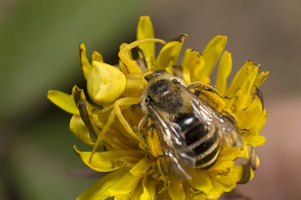 Araignée jaune attrapé une abeille sur un pissenlit — Photo