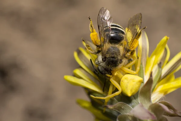 Araña amarilla atrapó una abeja en un diente de león — Foto de Stock