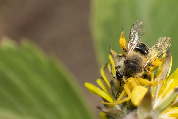 Araignée jaune attrapé une abeille sur un pissenlit — Photo
