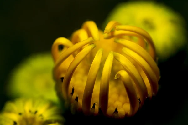 Beautiful yellow chamomile bud not bloomed — Stock Photo, Image