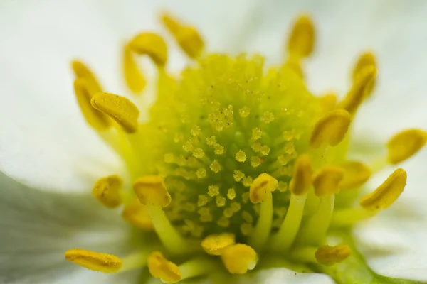 Beautiful white strawberry blossom — Stock Photo, Image