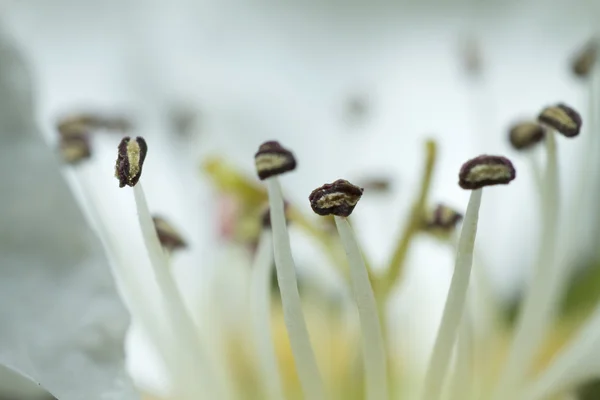 Beautiful white apple blossom — Stock Photo, Image