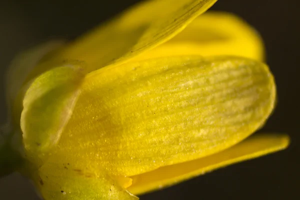 Μικρό όμορφο κίτρινο λουλούδι — Φωτογραφία Αρχείου