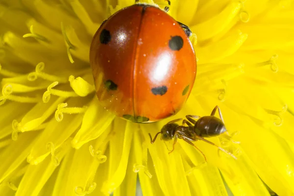 Ant のタンポポのテントウムシ — ストック写真