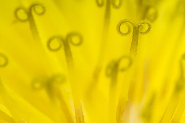 Mooie gele paardebloem snor — Stockfoto