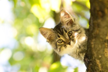 bir ağaç de güzel kedi portresi