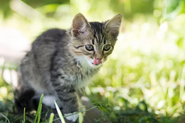 Lilla kattunge går i grönt gräs — Stockfoto