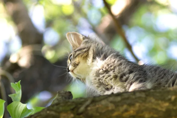 Kleine kitten op de boom — Stockfoto