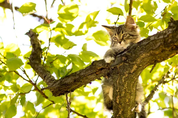 Kleines Kätzchen auf dem Baum — Stockfoto