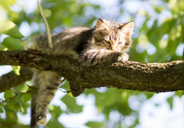 Küçük kedi ağaç — Stok fotoğraf