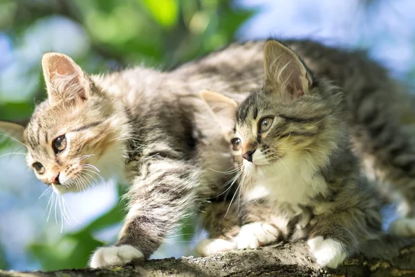 ツリー上の小さな子猫 — ストック写真