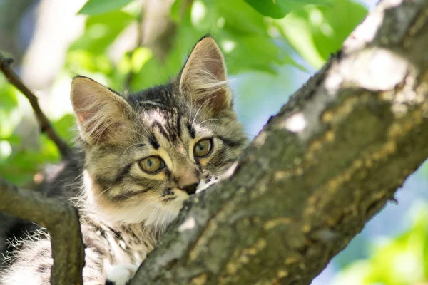 Kleines Kätzchen auf dem Baum — Stockfoto