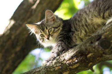 küçük tüylü yavru kedi ağaca tırmanıyor