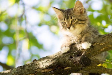 bir ağaç dalı yalan sevimli kedicik