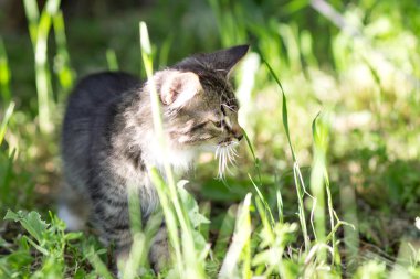 küçük kedi yavrusu yeşil çim yürür