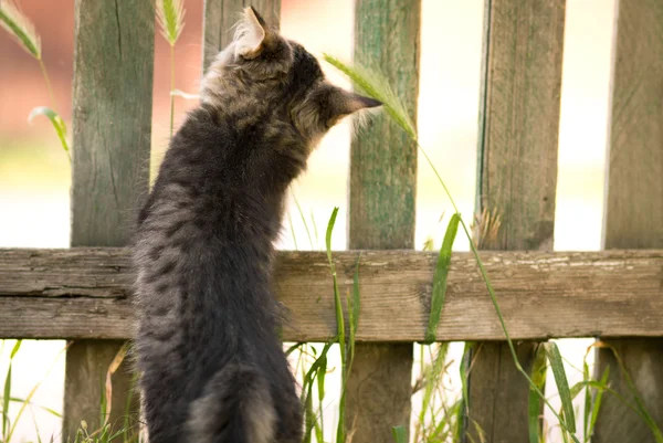 Γατάκι ψάχνει πάνω από το φράχτη — Φωτογραφία Αρχείου