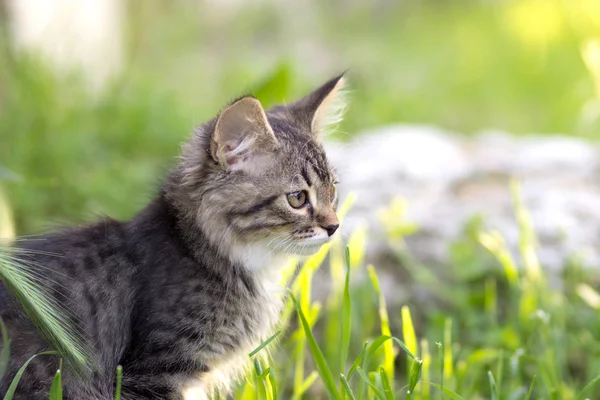 녹색 잔디에 작은 고양이 산책 — 스톡 사진