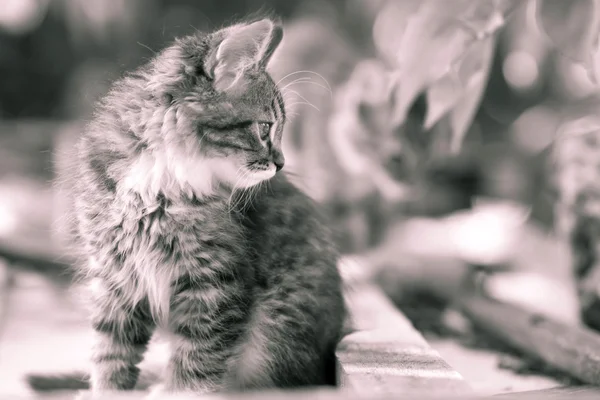 Retrato preto e branco de um gatinho na rua — Fotografia de Stock