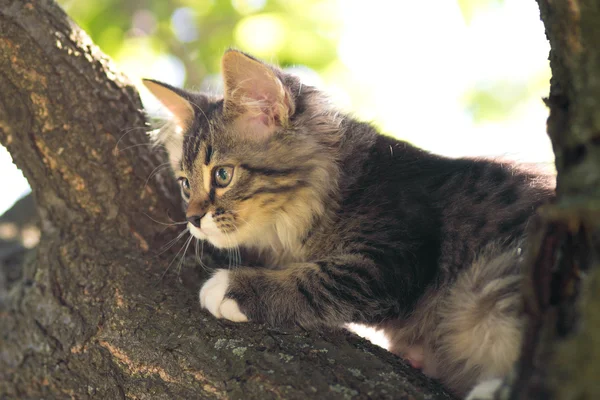 Küçük tüylü yavru kedi ağaca tırmanıyor — Stok fotoğraf
