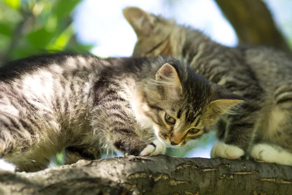 Il piccolo gattino morbido sale su un albero — Foto Stock