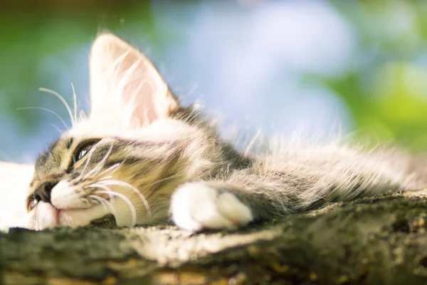 Lindo gatito mintiendo en un árbol rama — Foto de Stock