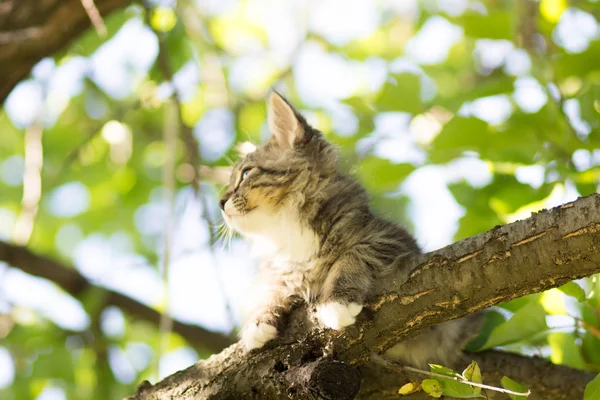 Piccolo gattino soffice si trova su un ramo d'albero — Foto Stock