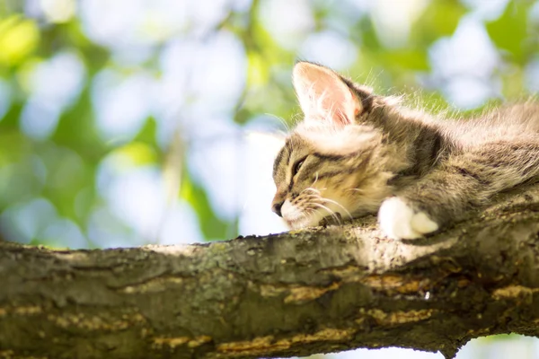 Lindo gatito mintiendo en un árbol rama — Foto de Stock