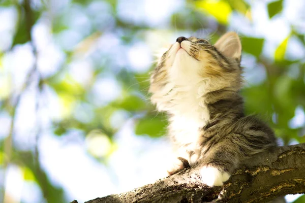 Mały kociak puszyste leży na gałęzi drzewa — Zdjęcie stockowe