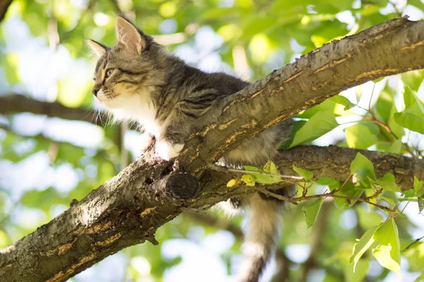 Ładny mały kotek kłamliwy na gałęzi drzewa — Zdjęcie stockowe