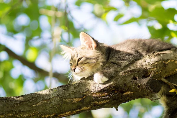 Kleines, flauschiges Kätzchen liegt auf einem Ast — Stockfoto