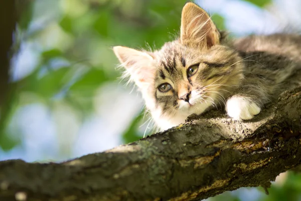 Милый маленький котенок лежит на ветке дерева — стоковое фото