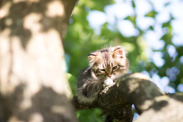 Piccolo gattino soffice si trova su un ramo d'albero — Foto Stock