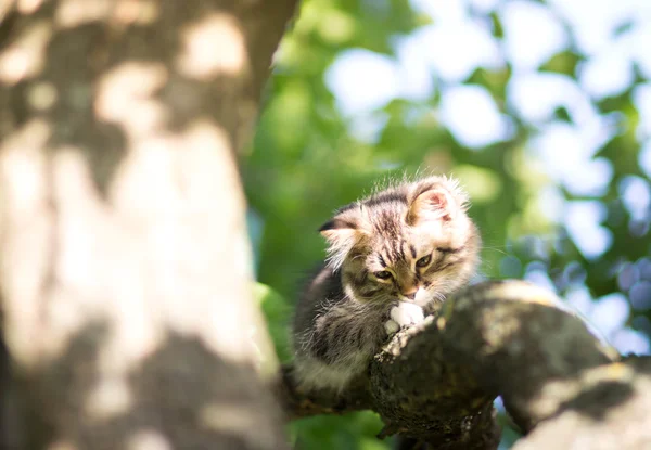 Niedliches kleines Kätzchen liegt auf einem Ast — Stockfoto