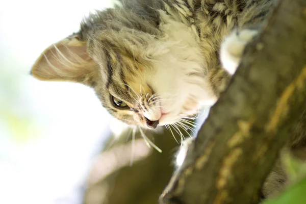 Kleines flauschiges Kätzchen klettert auf einen Baum — Stockfoto