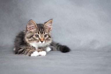 yalancı kedi portresi